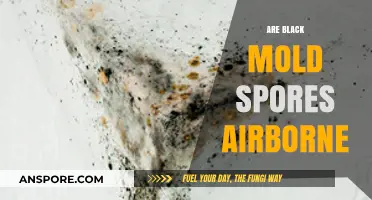 Are Black Mold Spores Airborne? Understanding the Risks and Spread