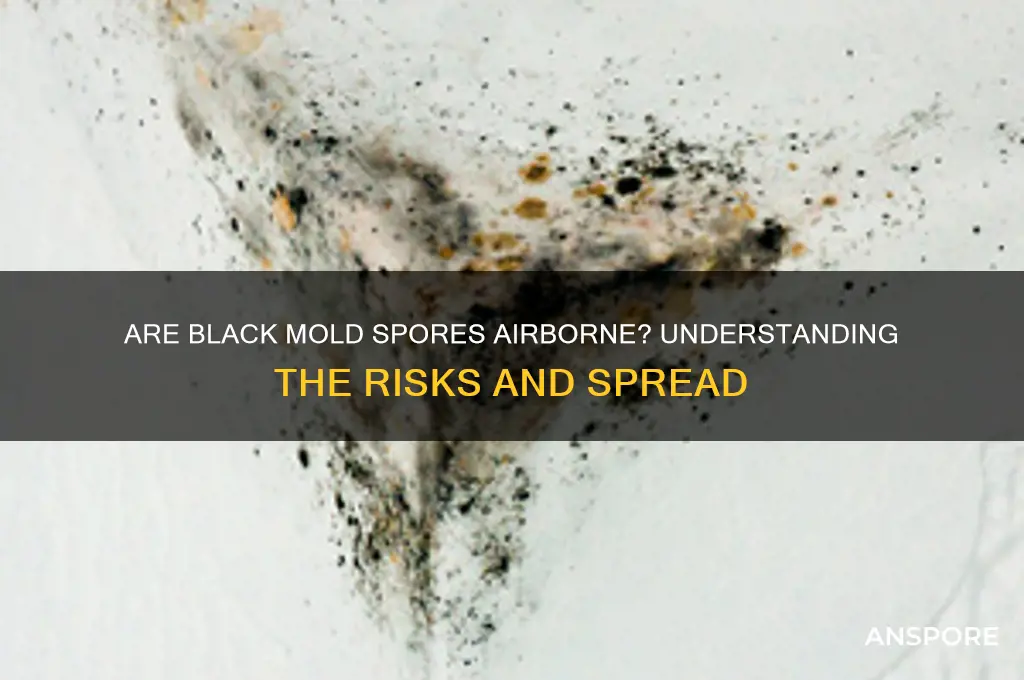 are black mold spores airborne