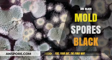 Are Black Mold Spores Black? Unveiling the Truth Behind the Color