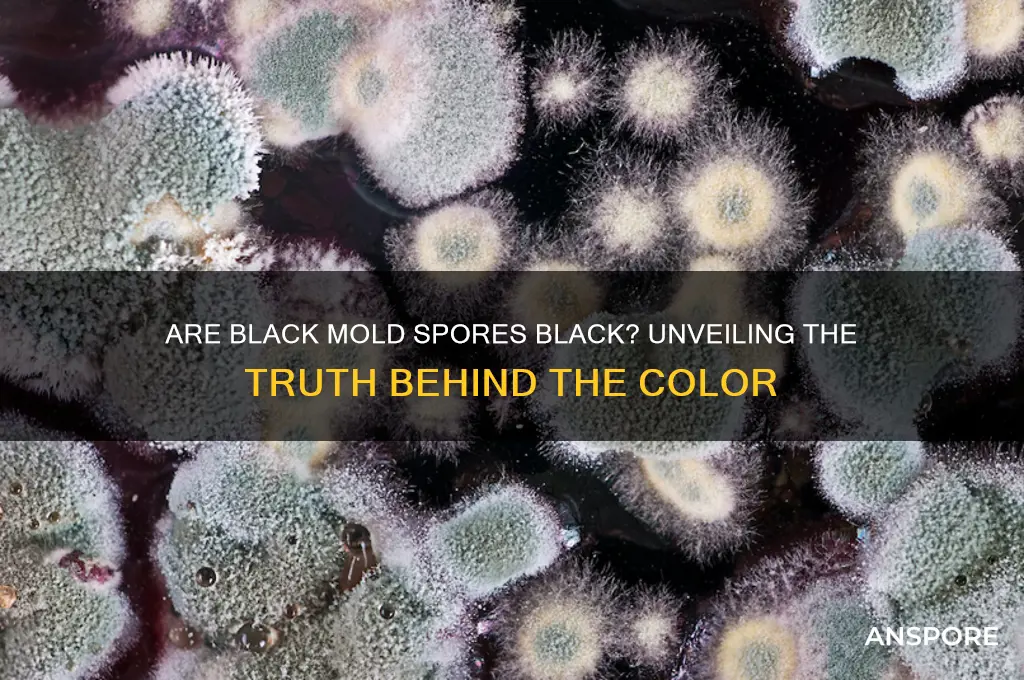 are black mold spores black