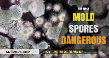 Are Black Mold Spores Dangerous? Uncovering the Health Risks and Facts