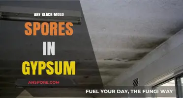 Black Mold Spores in Gypsum: Risks, Detection, and Prevention Tips