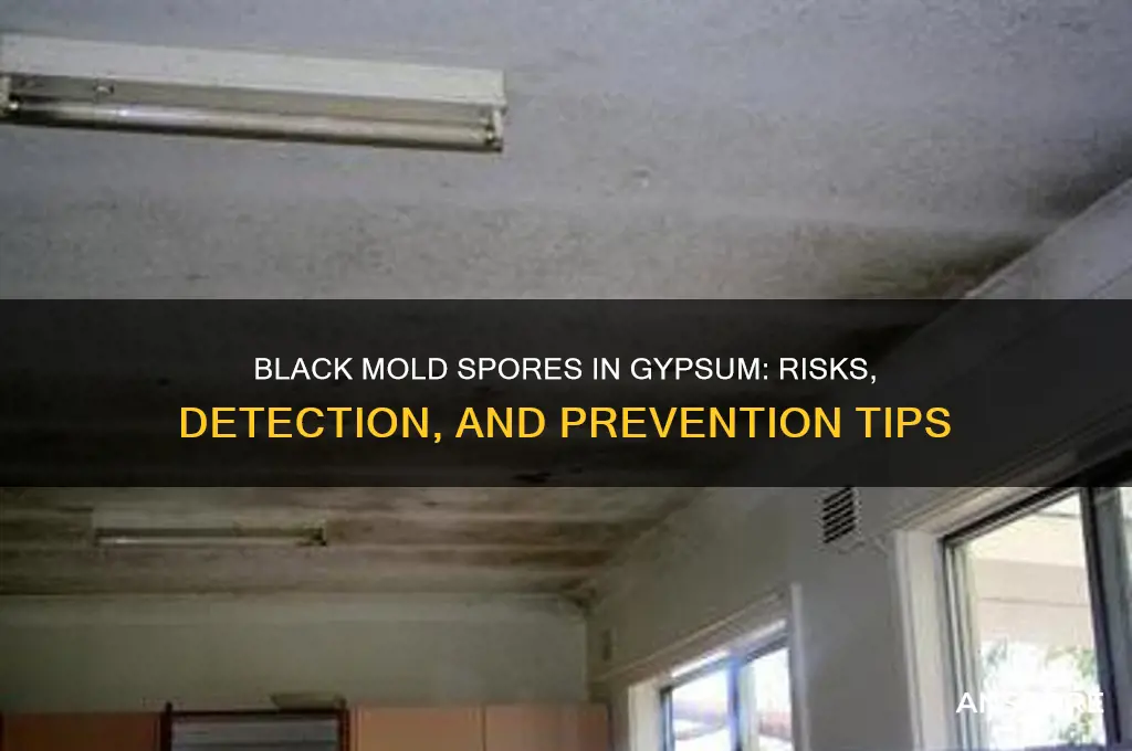 are black mold spores in gypsum