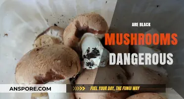 Black Mushrooms: Are They Safe or Poisonous?