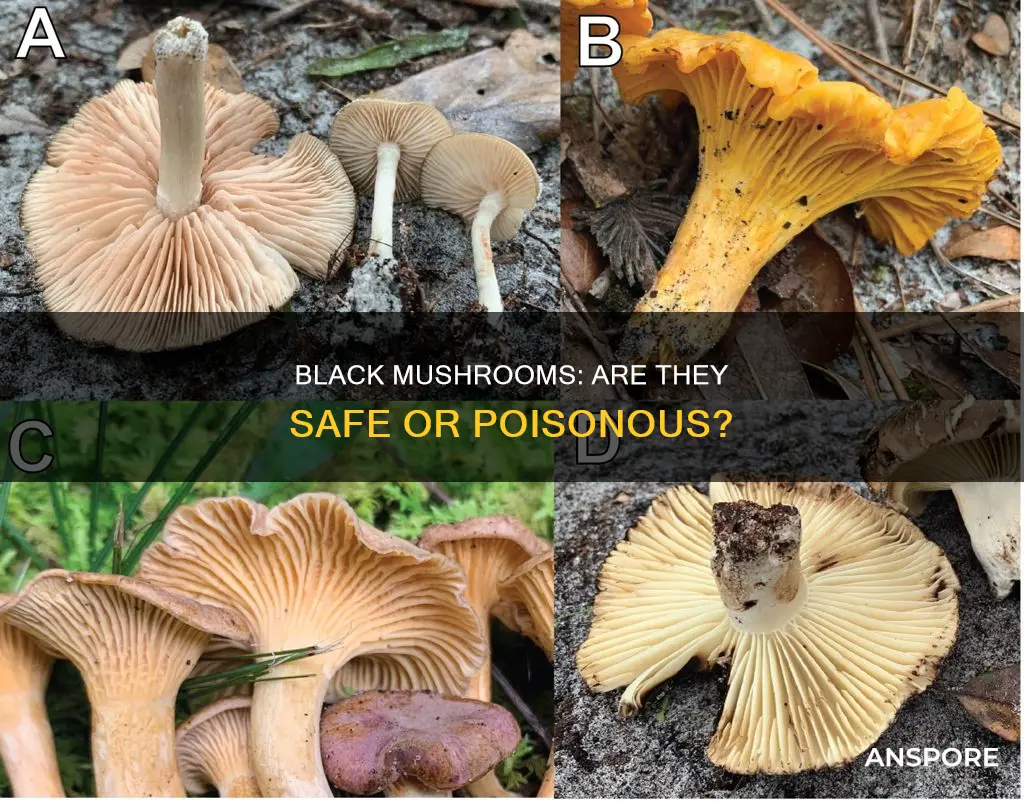 are black mushrooms dangerous