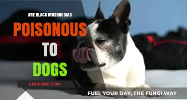 Are Black Mushrooms Poisonous to Dogs? A Safety Guide