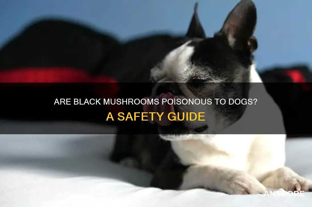 are black mushrooms poisonous to dogs