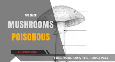 Are Black Mushrooms Poisonous? Uncovering the Truth About Dark Fungi