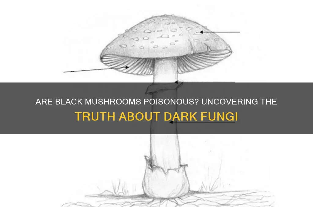 are black mushrooms poisonous