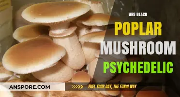 Black Poplar Mushrooms: Psychedelic or Placebo?