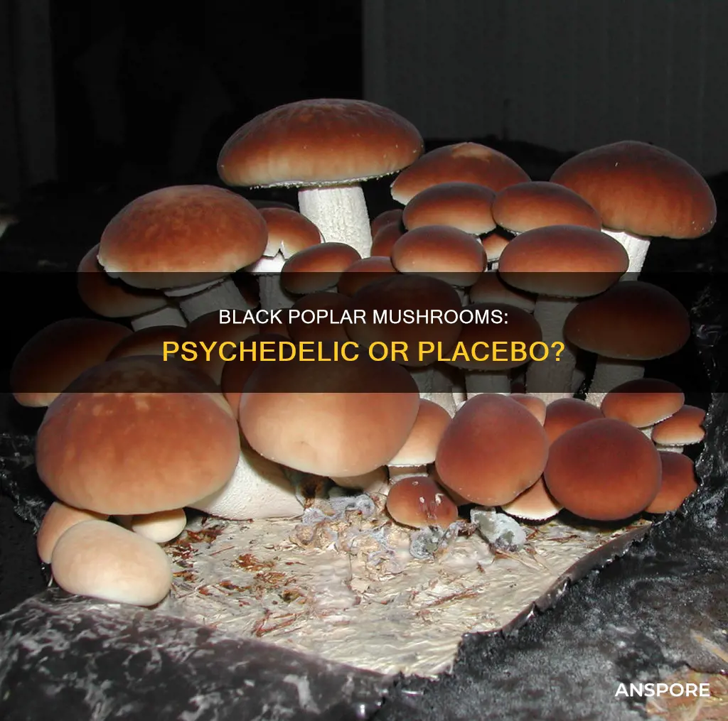 are black poplar mushroom psychedelic