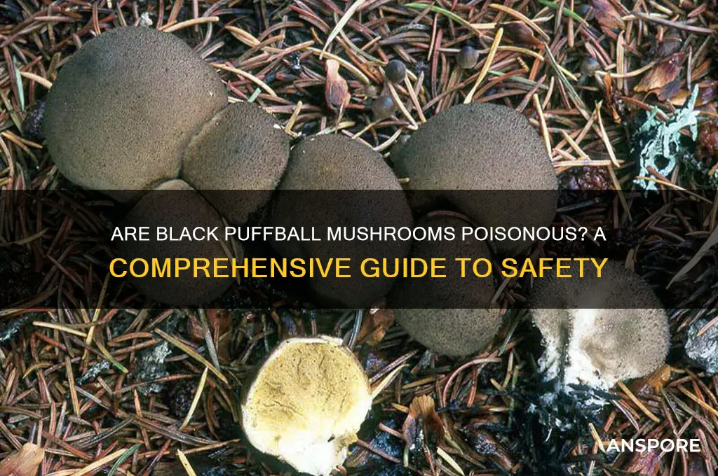 are black puffball mushrooms poisonous