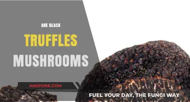Black Truffles: Mushroom Mystery Unveiled