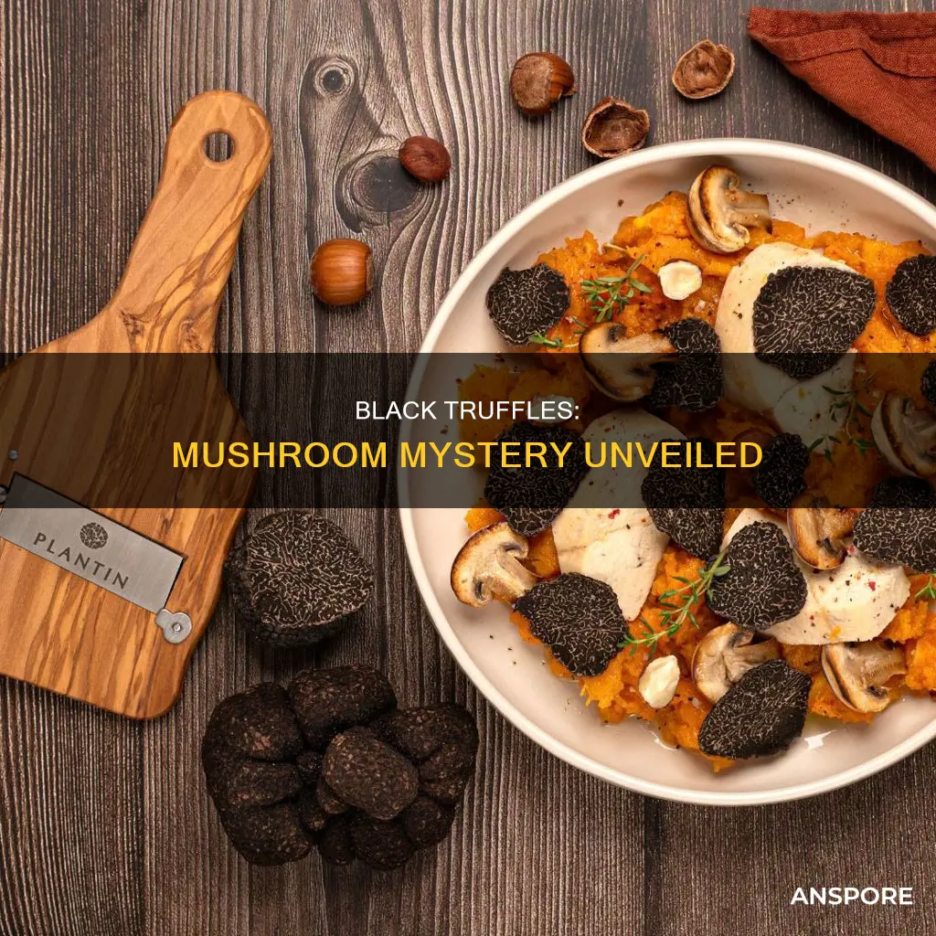 are black truffles mushrooms