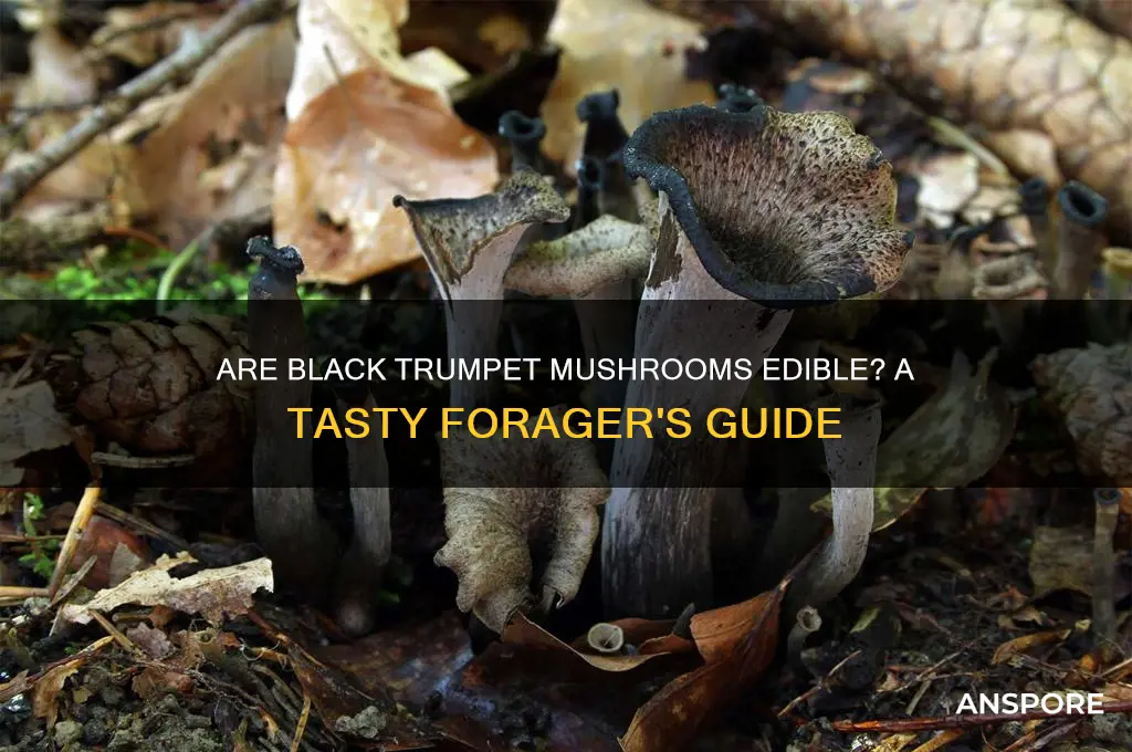 are black trumpet mushrooms edible