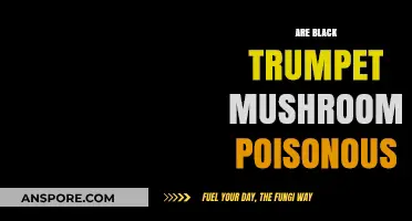 Are Black Trumpet Mushrooms Poisonous? Unveiling the Truth About This Wild Fungus