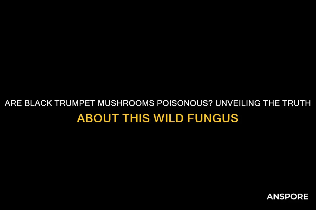 are black trumpet mushrooms poisonous