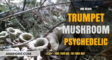 Black Trumpet Mushrooms: A Psychedelic Experience?