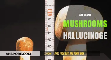 Blazei Mushrooms: Hallucinogenic or Not?