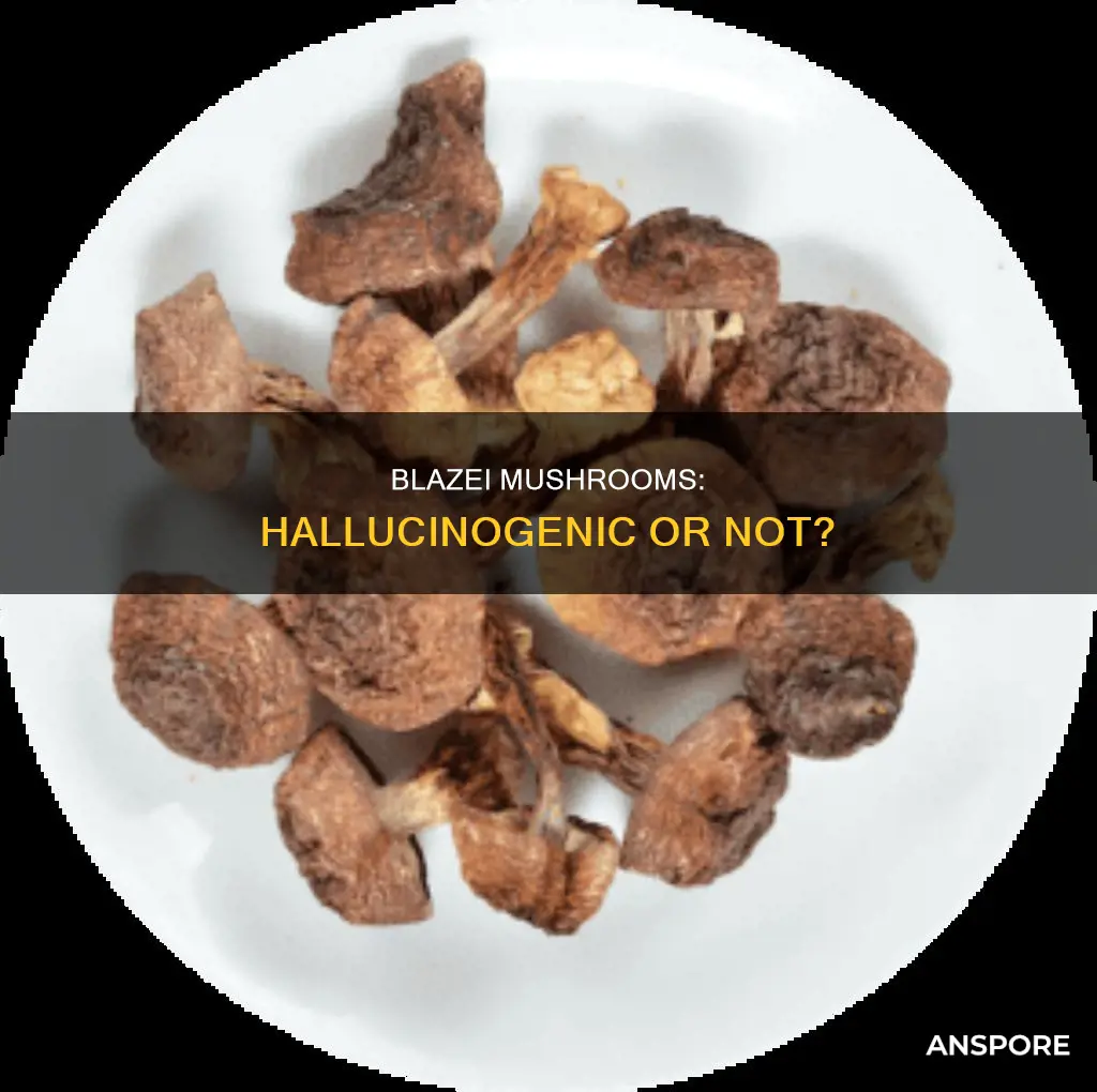 are blazei mushrooms hallucinogenic