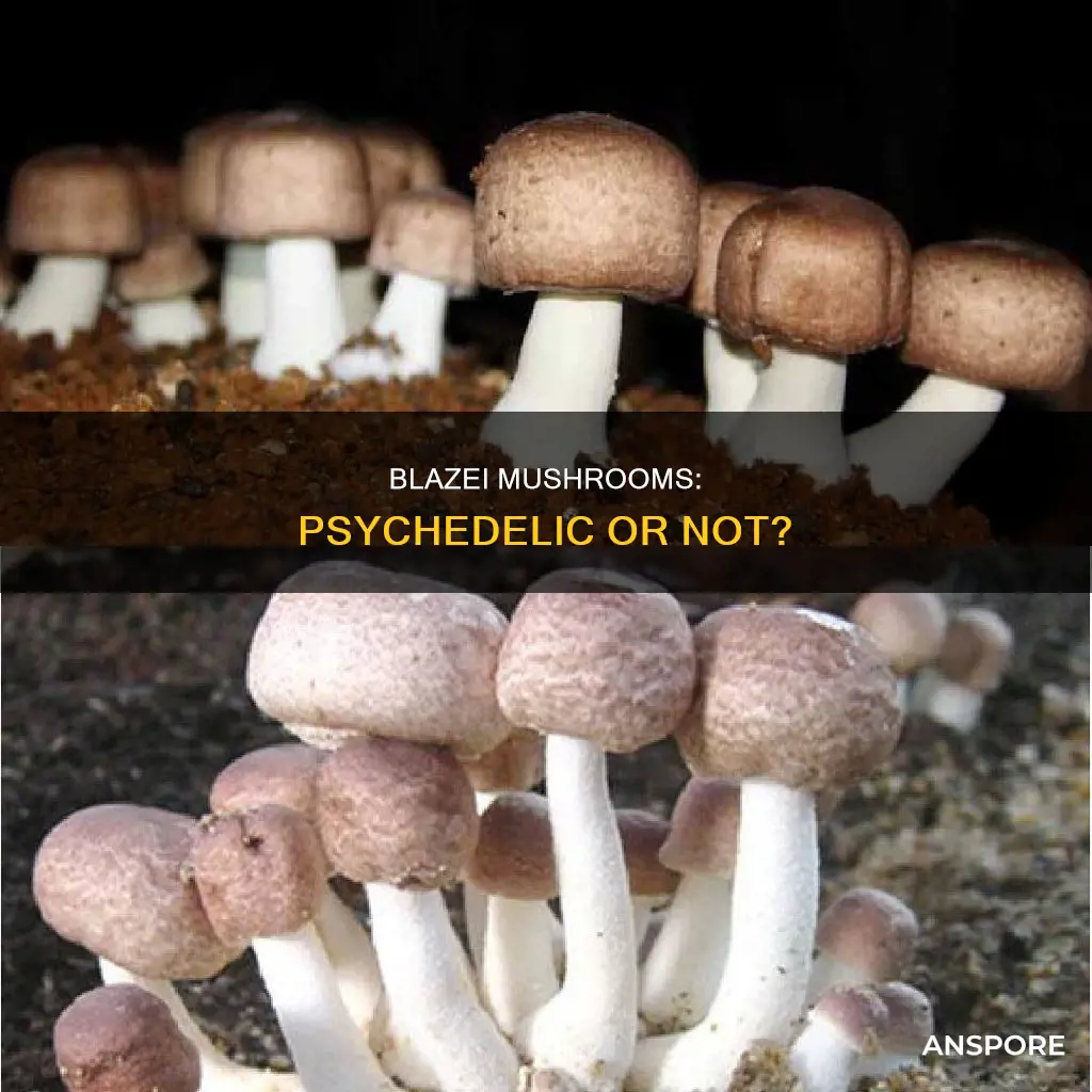 are blazei mushrooms psychedelic