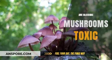Mushroom Mystery: Are Bleeding Mushrooms Poisonous?
