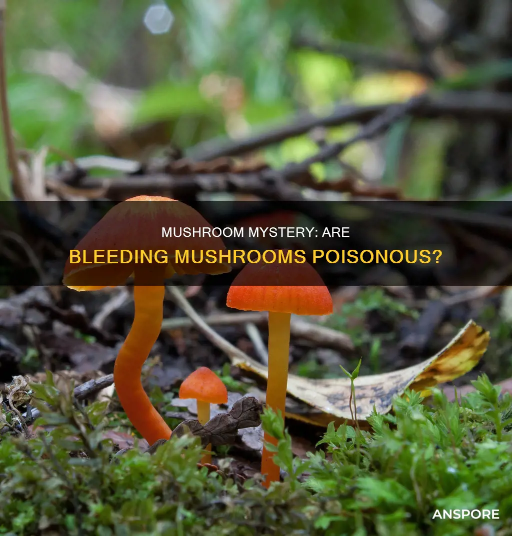 are bleeding mushrooms toxic