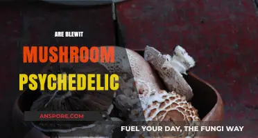 Blewit Mushrooms: A Psychedelic Trip?