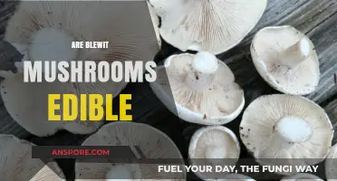 Are Blewit Mushrooms Edible? A Guide to Safe Foraging