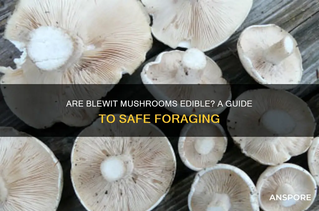 are blewit mushrooms edible