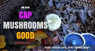 Are Blue Cap Mushrooms Good? Benefits, Risks, and Safe Consumption Tips