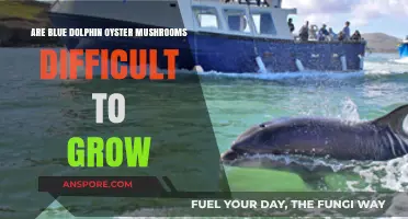 Growing Blue Dolphin Oyster Mushrooms: Easy or Challenging?