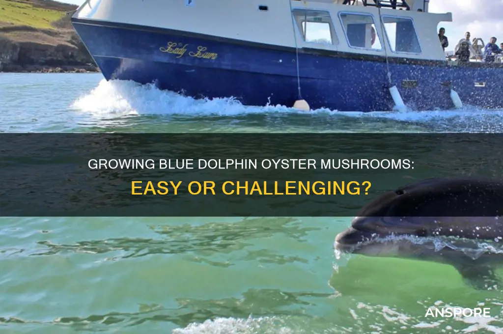 are blue dolphin oyster mushrooms difficult to grow