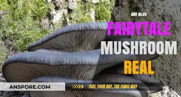 The Reality of Blue Fairytale Mushrooms