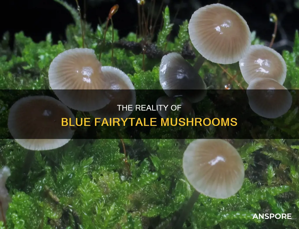 are blue fairytale mushrooms real