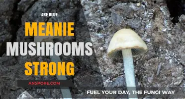 Blue Meanies: Potent Magic Mushrooms