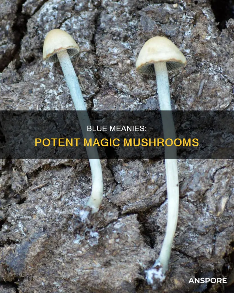 are blue meanie mushrooms strong