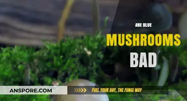 Are Blue Mushrooms Bad? Uncovering the Truth About These Fungi