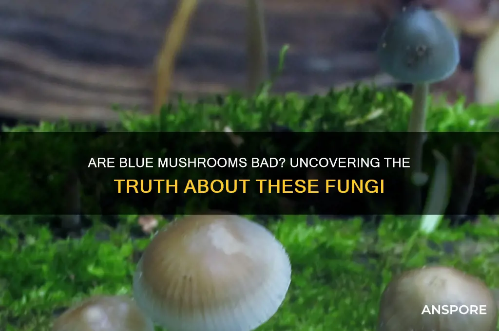 are blue mushrooms bad