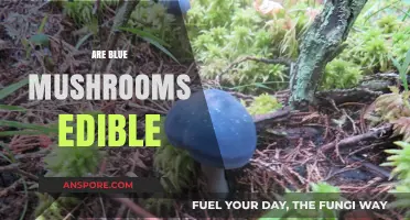 Exploring Edibility: Are Blue Mushrooms Safe to Eat?