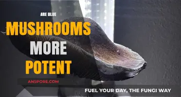Blue Mushrooms: Potency and Power