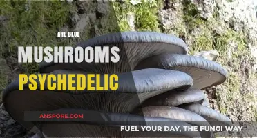 Blue Mushrooms: Are They a Psychedelic Trip?
