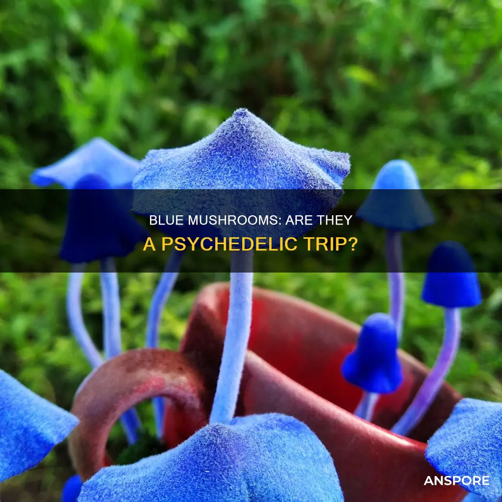 are blue mushrooms psychedelic
