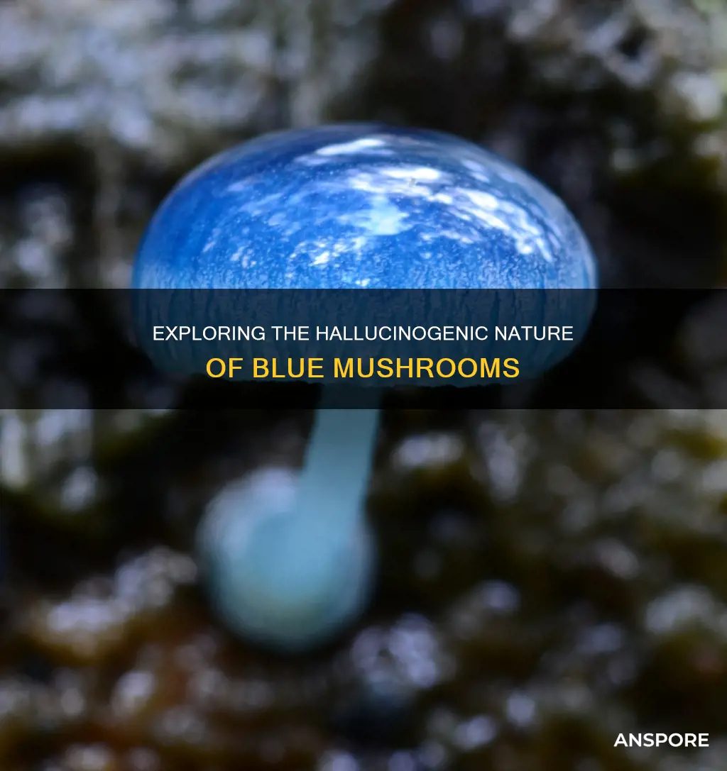 are blue mycean mushroom hallucinogenic