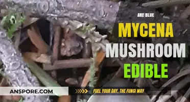 Are Blue Mycena Mushrooms Edible? A Comprehensive Guide to Safety