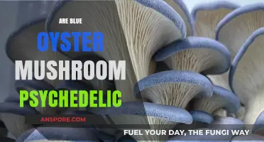 Psychedelic Blue Oyster Mushrooms: A Trippy Treat?