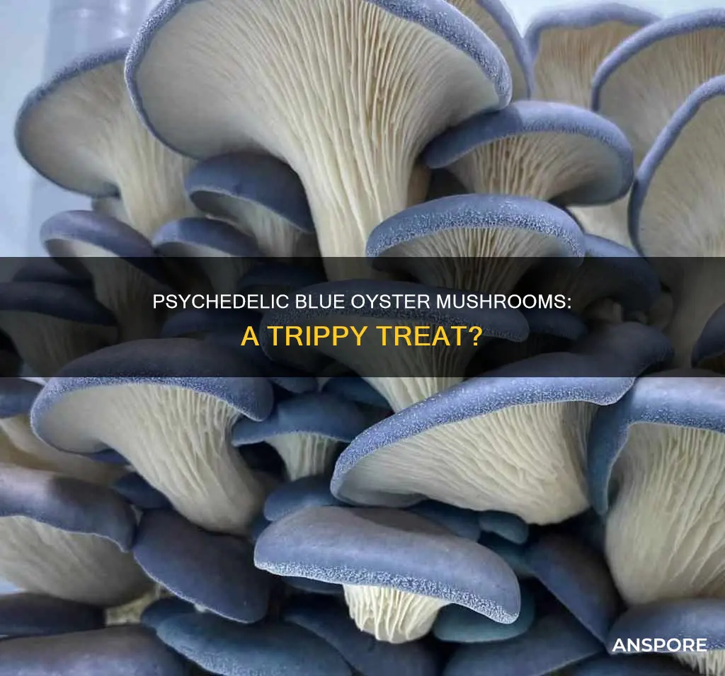 are blue oyster mushroom psychedelic