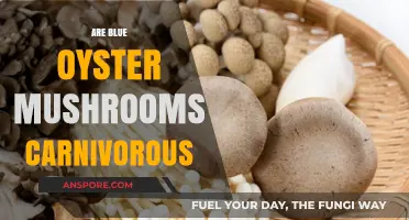 Carnivorous Blue Oyster Mushrooms: Myth or Reality?