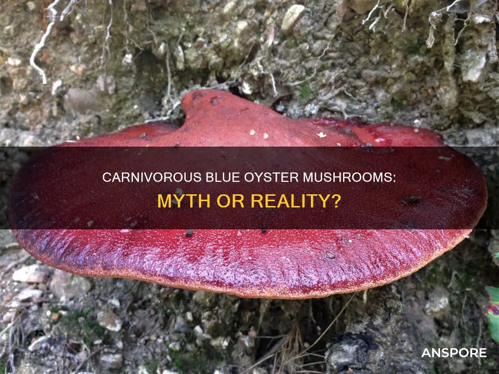 are blue oyster mushrooms carnivorous