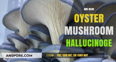 Blue Oyster Mushrooms: Hallucinogenic or Not?